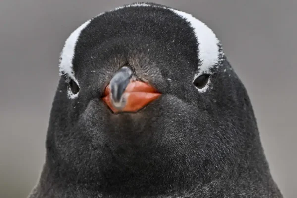 Gentoo, a notoriamente complexa distro Linux, inicia migração do GitHub para Codeberg por causa do Copilot