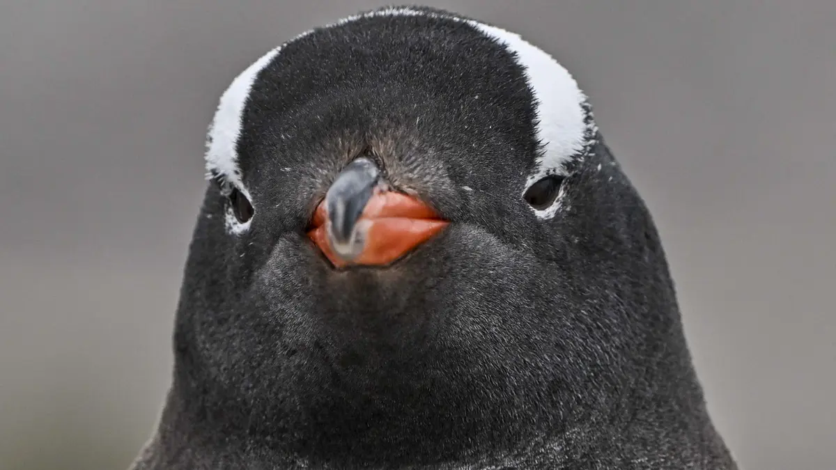 Gentoo, a notoriamente complexa distro Linux, inicia migração do GitHub para Codeberg por causa do Copilot